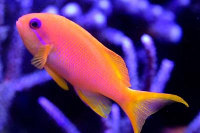 Pink Anthias