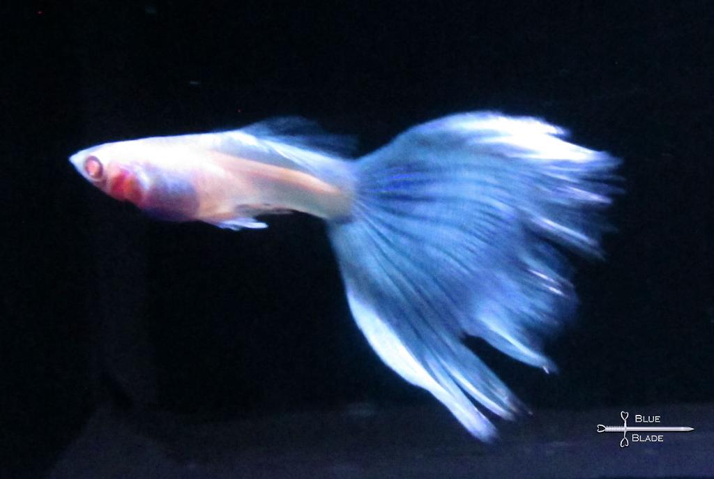 Blue Topaz Guppy