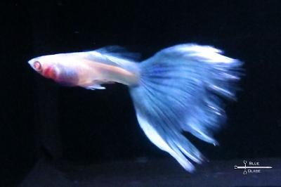 Blue Topaz Guppy