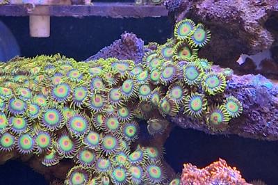 Zoa