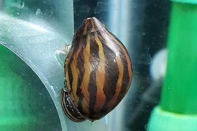 Zebra Nerite