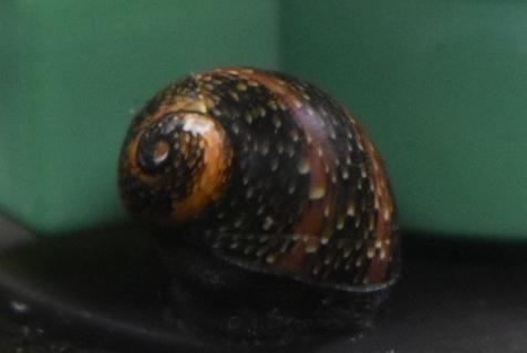 Three-Color Horned Nerite