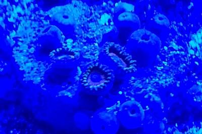 Fruit Loops Zoanthid