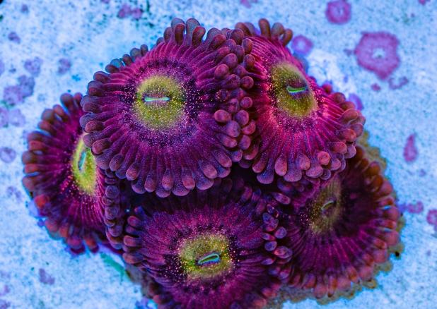 PB zoas