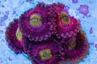 PB zoas DBTC - nice - left low Thumbnail