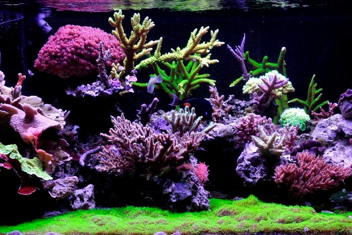 Oz Reef Thumbnail