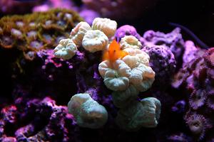 Trumpet Coral Thumbnail