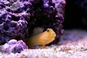 Bluespotted Watchman Goby Thumbnail