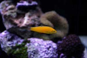 Yellow Wrasse Thumbnail