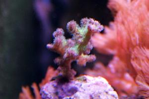 Birdsnest Coral Thumbnail