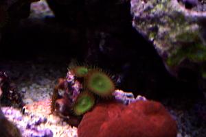 Armor of God Zoanthid Thumbnail