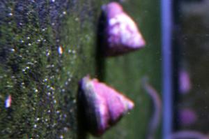 Turbo Snail Thumbnail