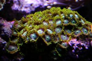 Assorted Zoas Thumbnail