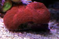 Folded Brain Coral