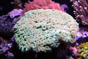 Cup Coral Pagoda Thumbnail