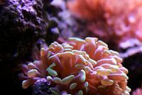 Hammer / Anchor Coral