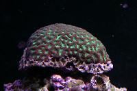 Brain Coral, Favites