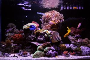 Reef 240 Litros Thumbnail