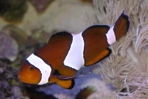 Ocellaris Clownfish Thumbnail