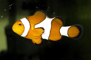 Ocellaris Clownfish Thumbnail