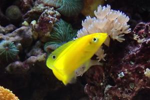 Yellow Wrasse Thumbnail