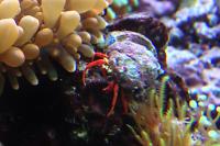 Red Legged Hermit Crab Thumbnail