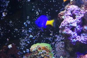 Blue Damselfish Thumbnail