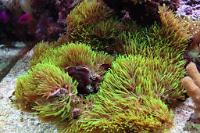 Green Star Polyp Thumbnail