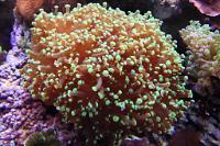 Frogspawn Coral - Branched Thumbnail