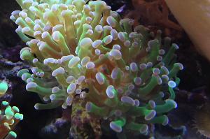 Frogspawn Coral - Branched Thumbnail