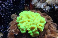 Candy Cane Coral Thumbnail