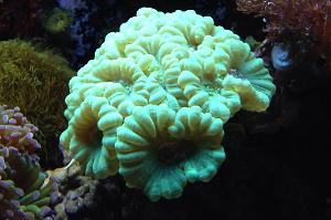 Candy Cane Coral Thumbnail