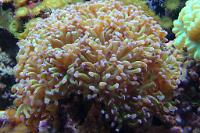 Hammer Anchor Coral Branching Thumbnail