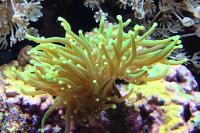 Torch Coral Thumbnail