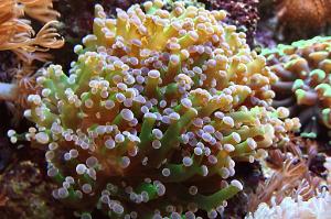 Frogspawn Coral - Branched Thumbnail