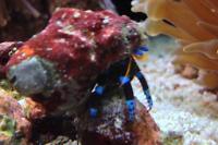 Blue Legged Hermit Crab Thumbnail