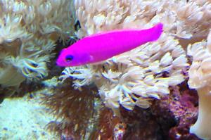 Purple Dottyback Thumbnail