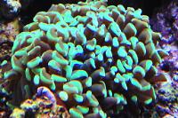 Hammer Anchor Coral Thumbnail