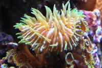 Plate Coral Long Tentacle Thumbnail