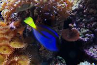 Regal Tang Thumbnail