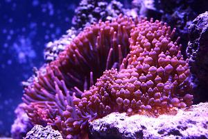 Bubble tip Anemone Thumbnail