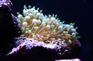 Bubble tip Anemone Thumbnail