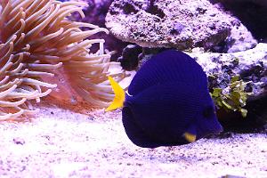 Purple Tang Thumbnail