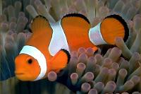 Ocellaris Clownfish Thumbnail