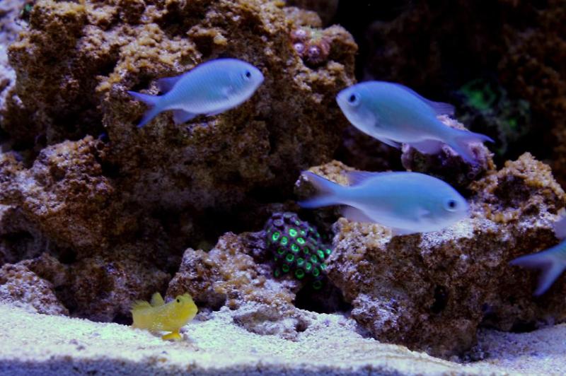 75 Gallon Reef Thumbnail