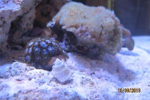 Zoanthid bluepeach Thumbnail