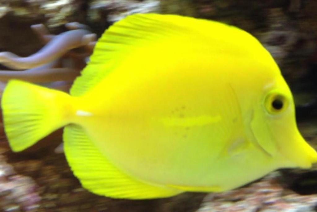 Yellow Tang