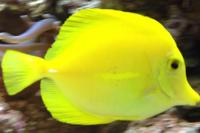 Yellow Tang