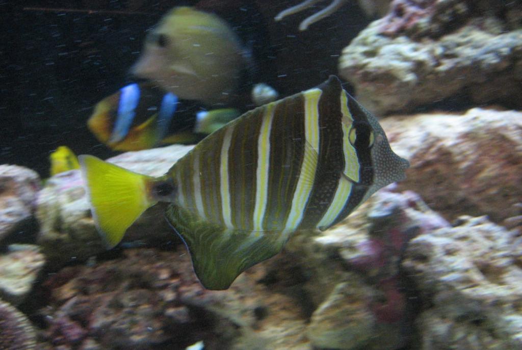 Sailfin Tang