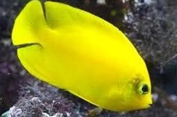 Yellow Angelfish / Centropyge heraldi 32